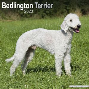 Avonside Bedlington Terrier Kalender 2023