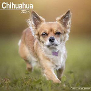 Avonside Chihuahua Kalender 2023