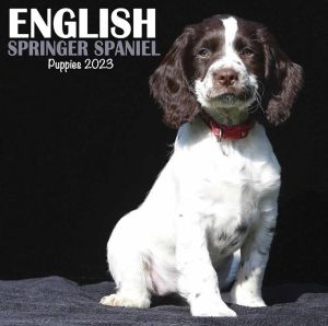 Avonside Engelse Springer Spaniel Kalender 2023 Mini
