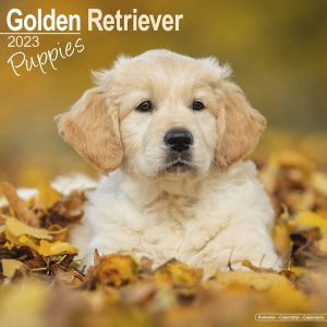 Avonside Golden Retriever Kalender Puppies 2023