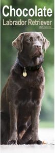 Avonside Labrador Retriever Kalender Bruin 2023 Slimline