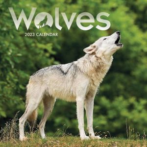 CarouselCalendars Wolven Kalender 2023 Mini