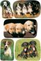 HERMA Etiket 3528 Honden en puppies - Thumbnail 2