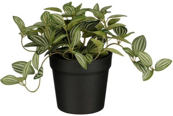Mica Decorations Kunstplant Mica Tradescantia in pot 16x16cm