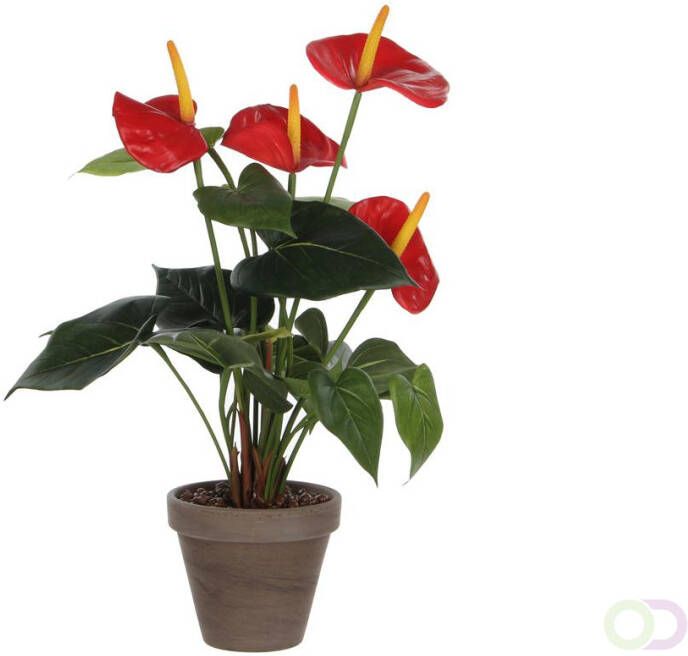 Mica Anthurium