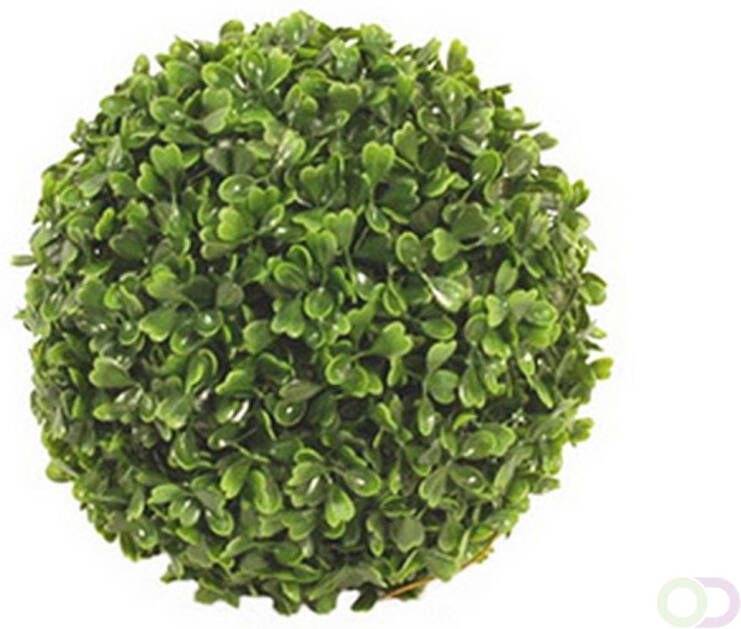 Merkloos Buxus bol