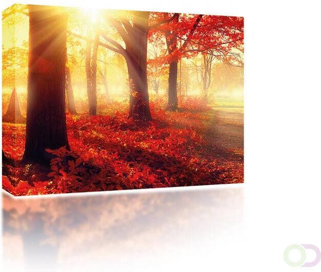 Canvas Forest in autumn sun