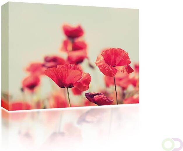 Canvas Poppies