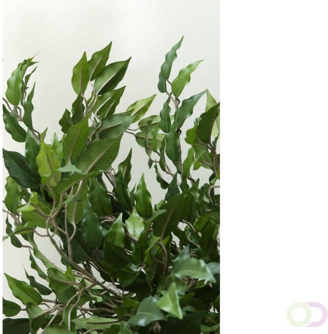 Mica Ficus Benjamina 210cm excl. sierpot