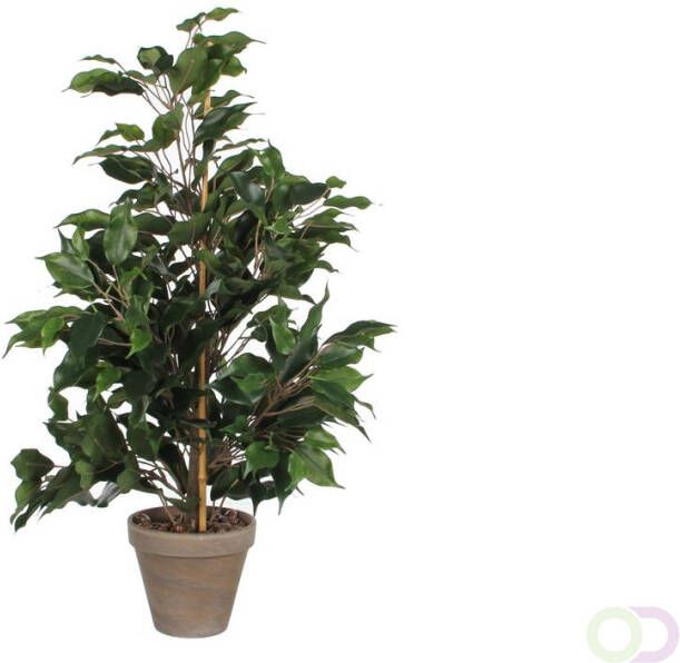 Mica Ficus Exotica 65cm