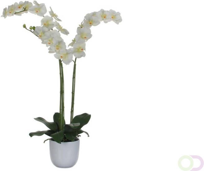 Mica Phalaenopsis orchidee 100cm