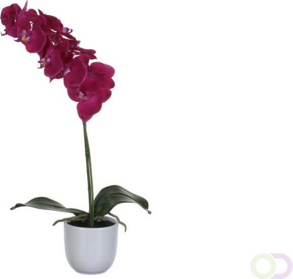 Mica Phalaenopsis orchidee 60cm