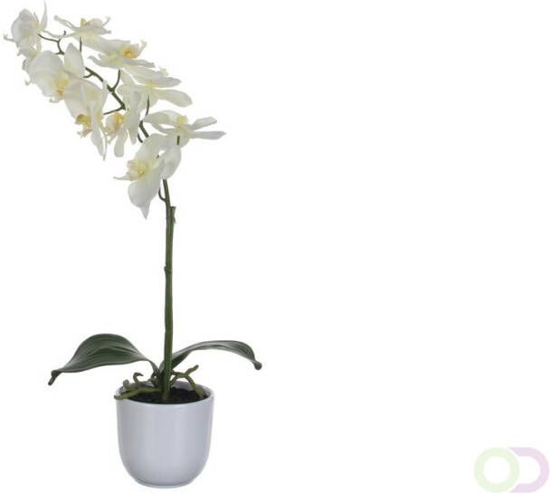 Mica Phalaenopsis orchidee 60cm