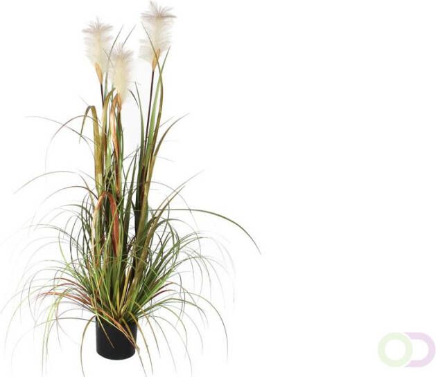 Mica Pluimgras Foxtail 120cm