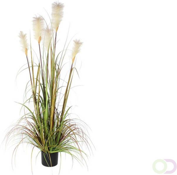 Mica Pluimgras Foxtail 150cm