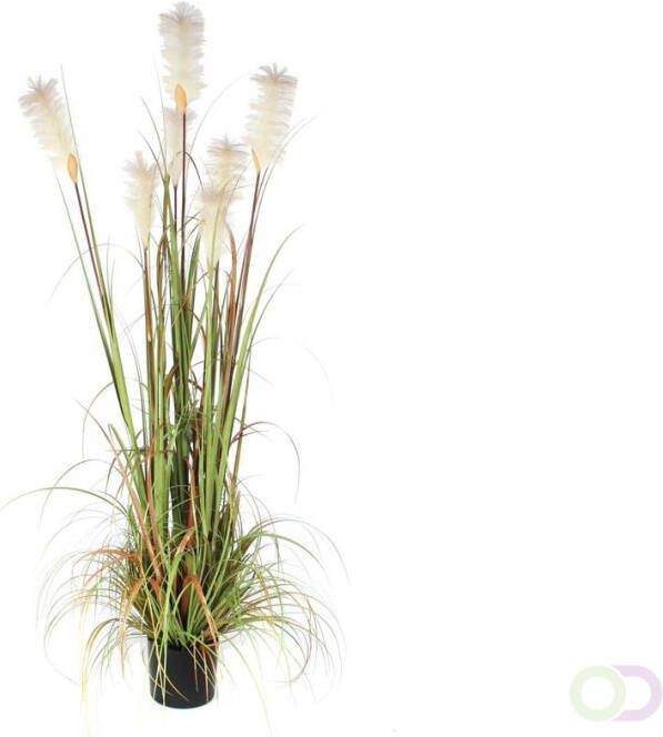 Mica Pluimgras Foxtail 180cm